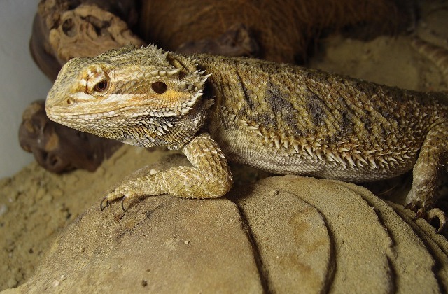 Bradata agama