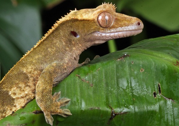 Crested gekon