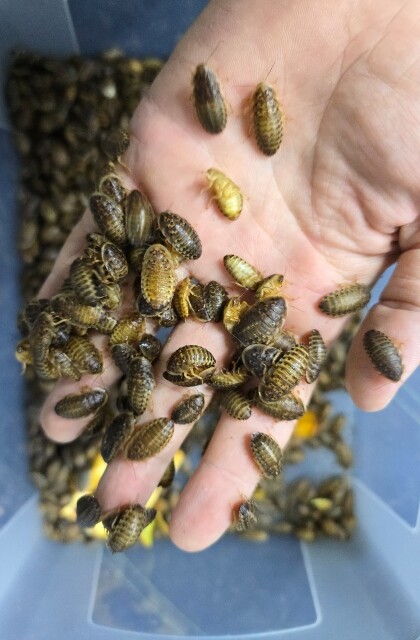 Dubia Roaches