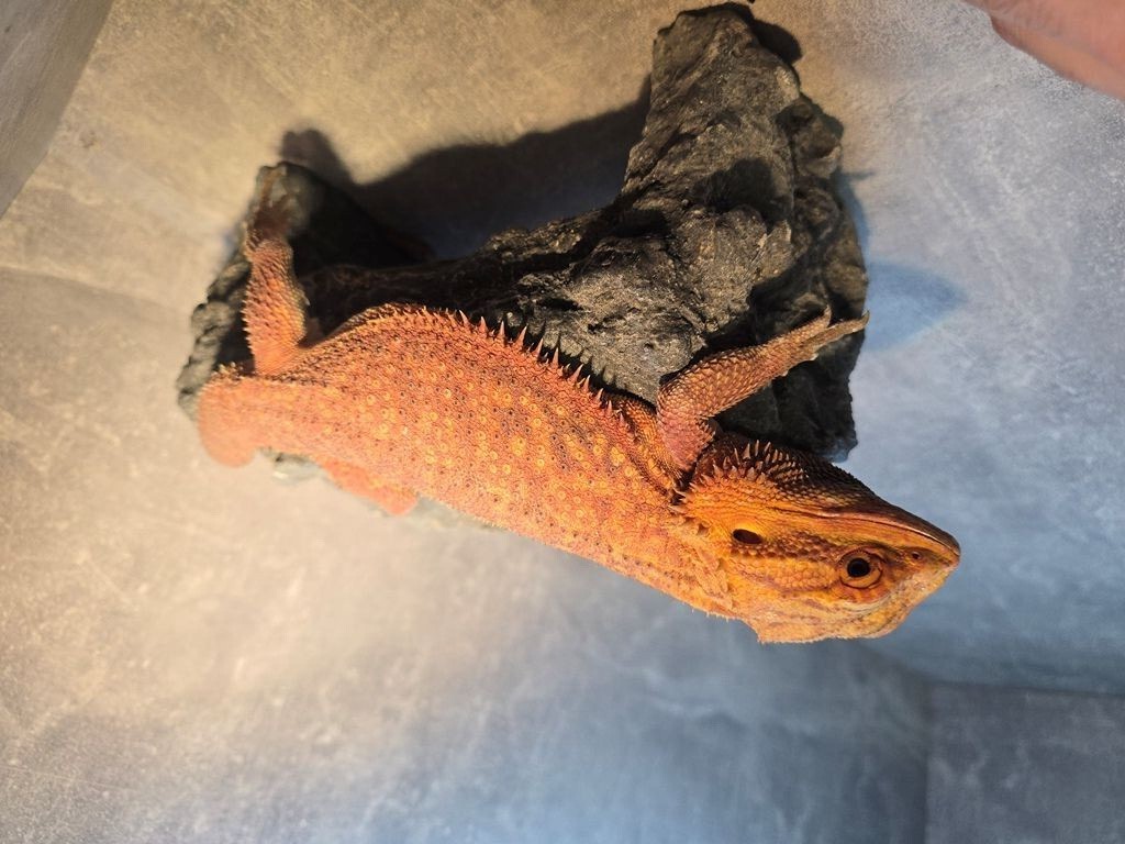 Bradata agama
