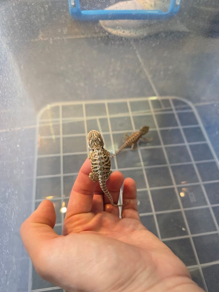 Bradata agama