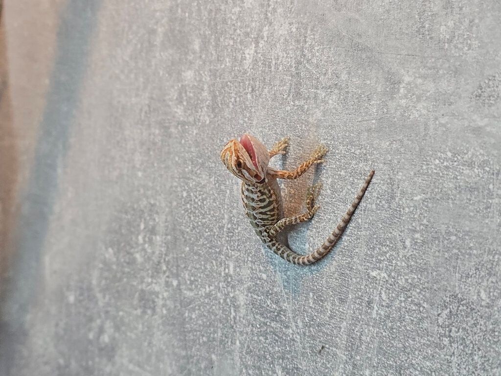 Bradata agama