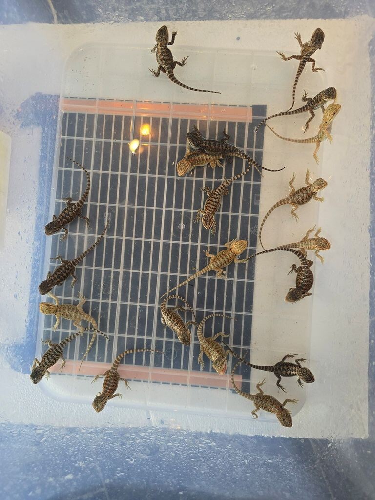 Bradata agama
