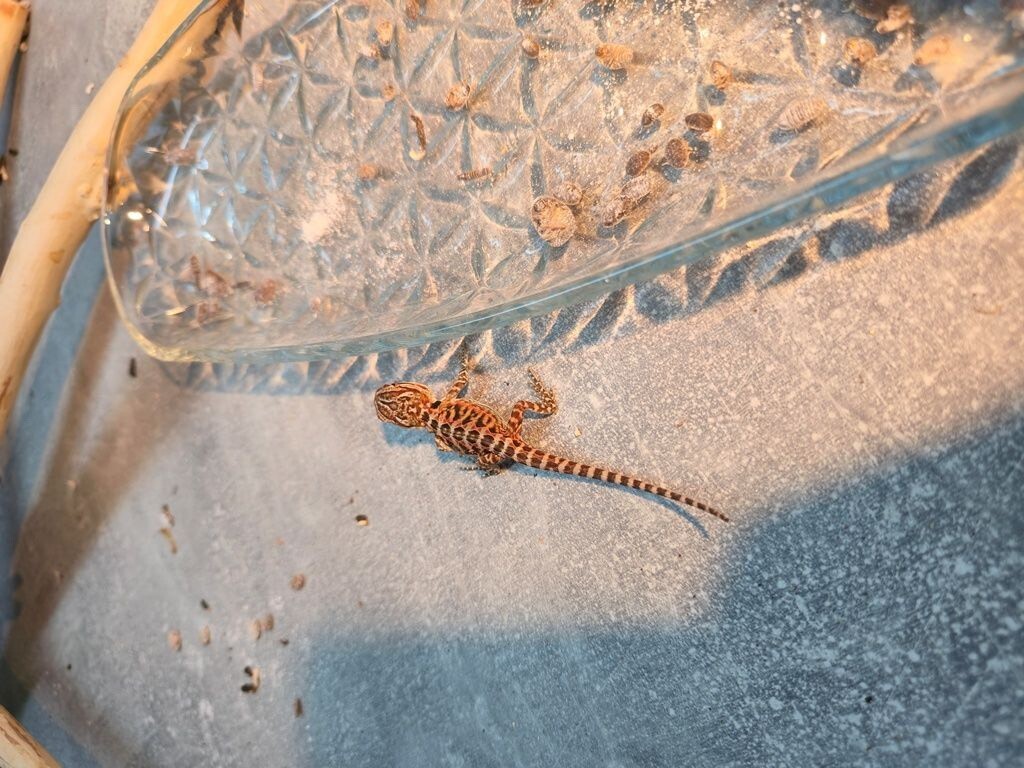 Bradata agama