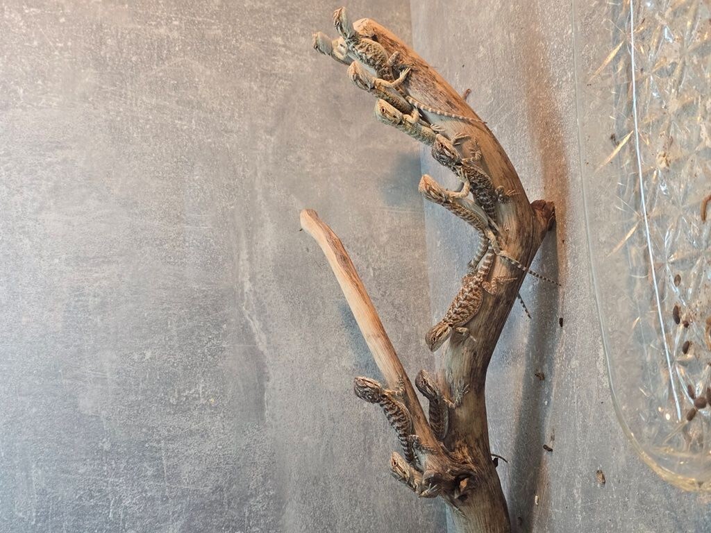 Bradata agama