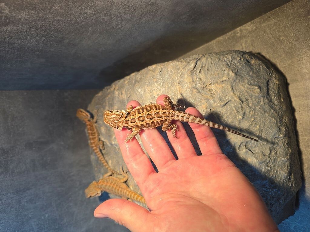 Bradata agama