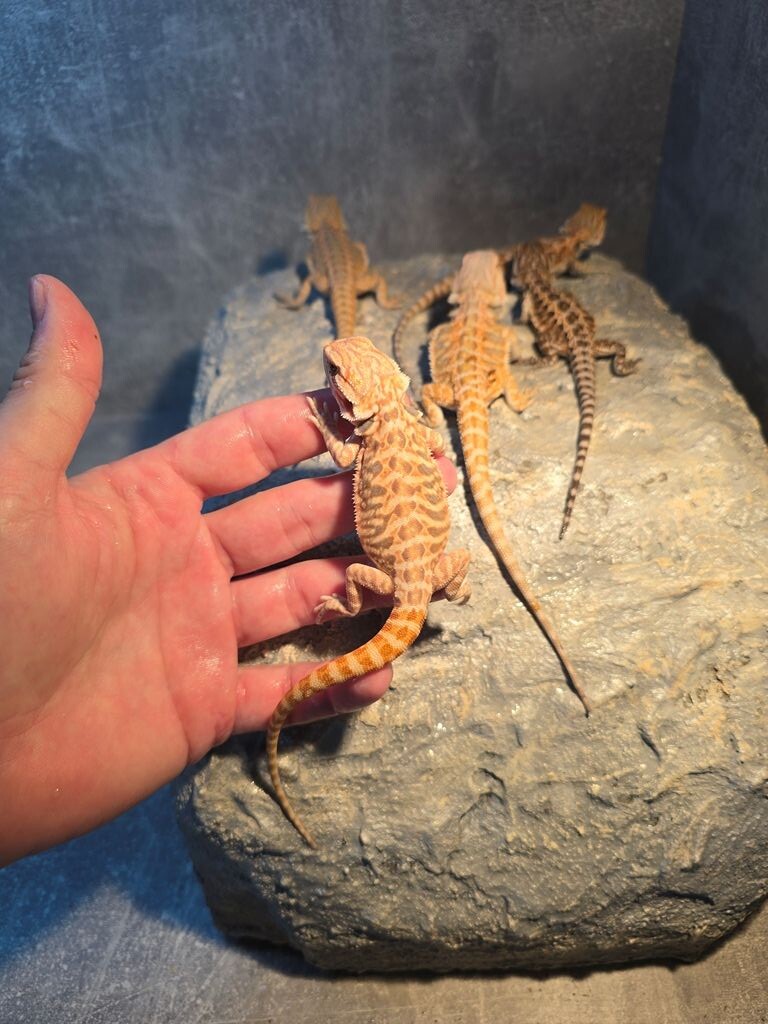 Bradata agama