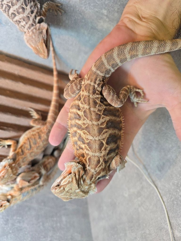 Bradata agama