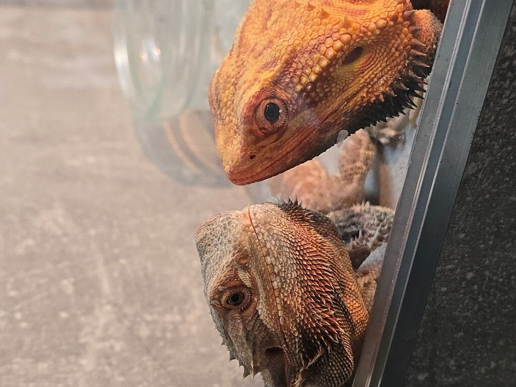 Bradata agama