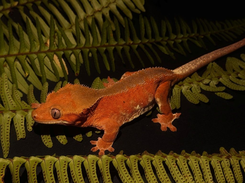 Crested gekon