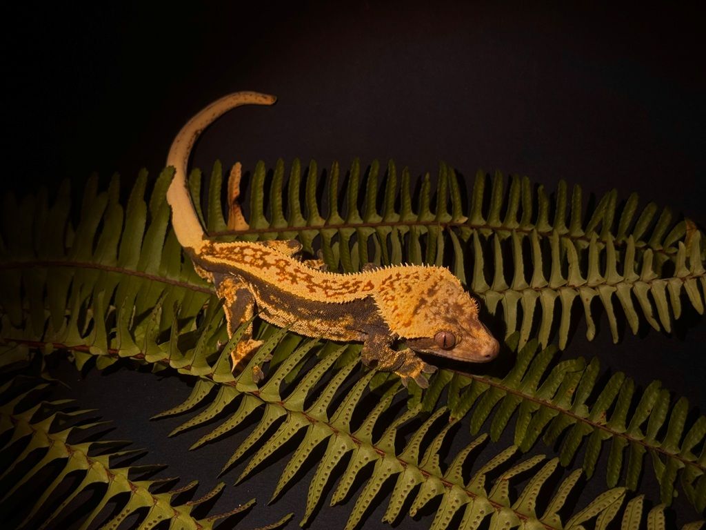 Crested gekon
