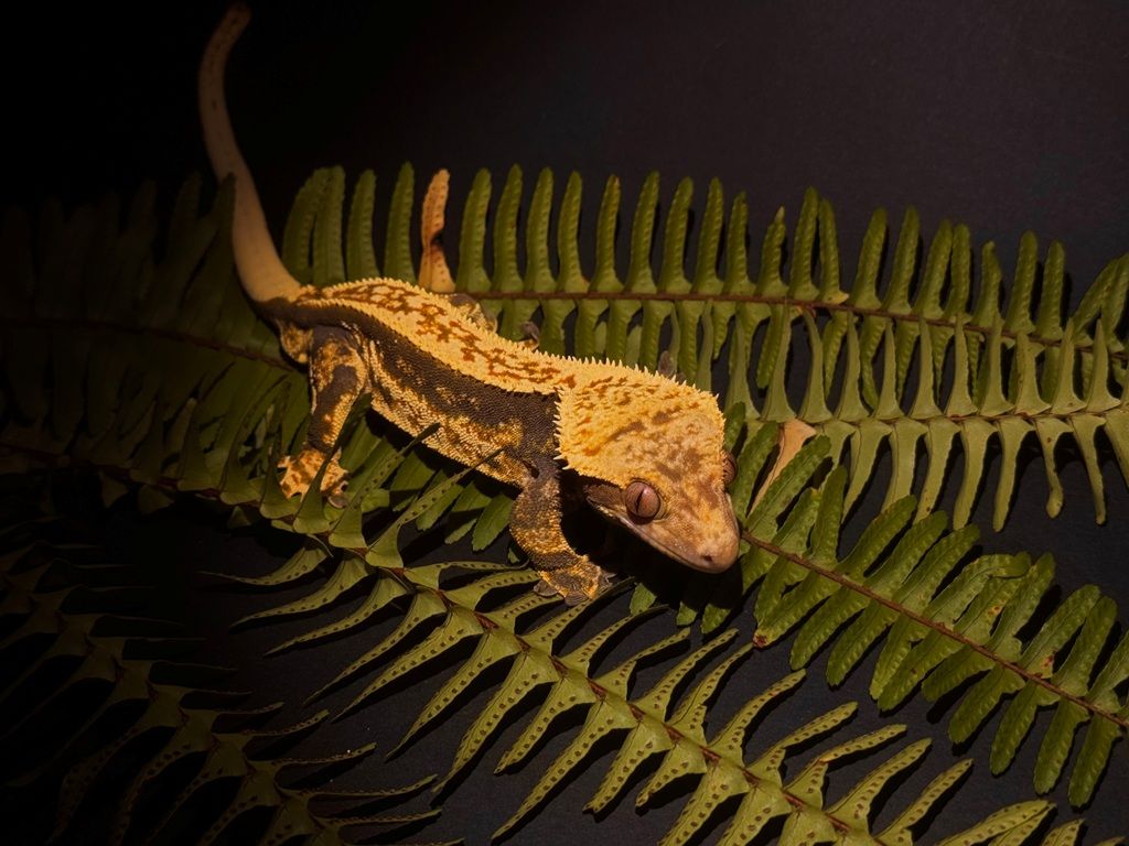 Crested gekon
