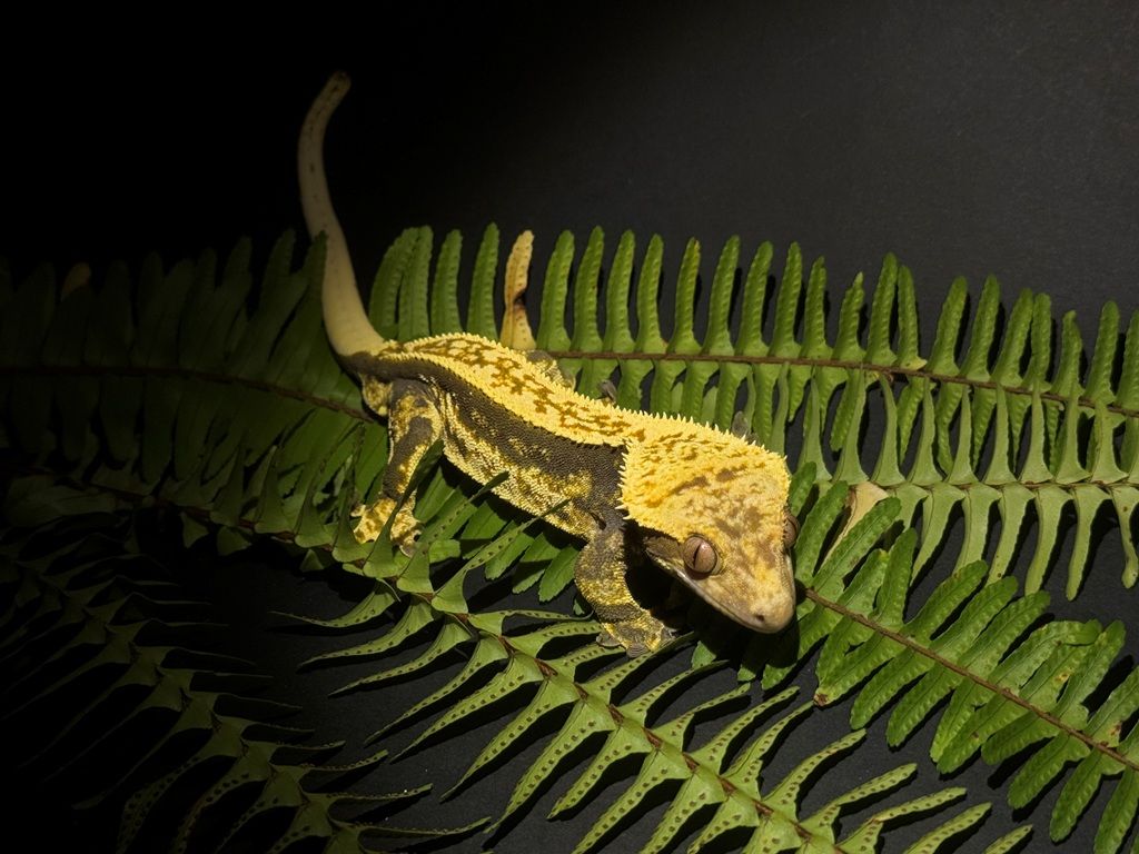 Crested gekon