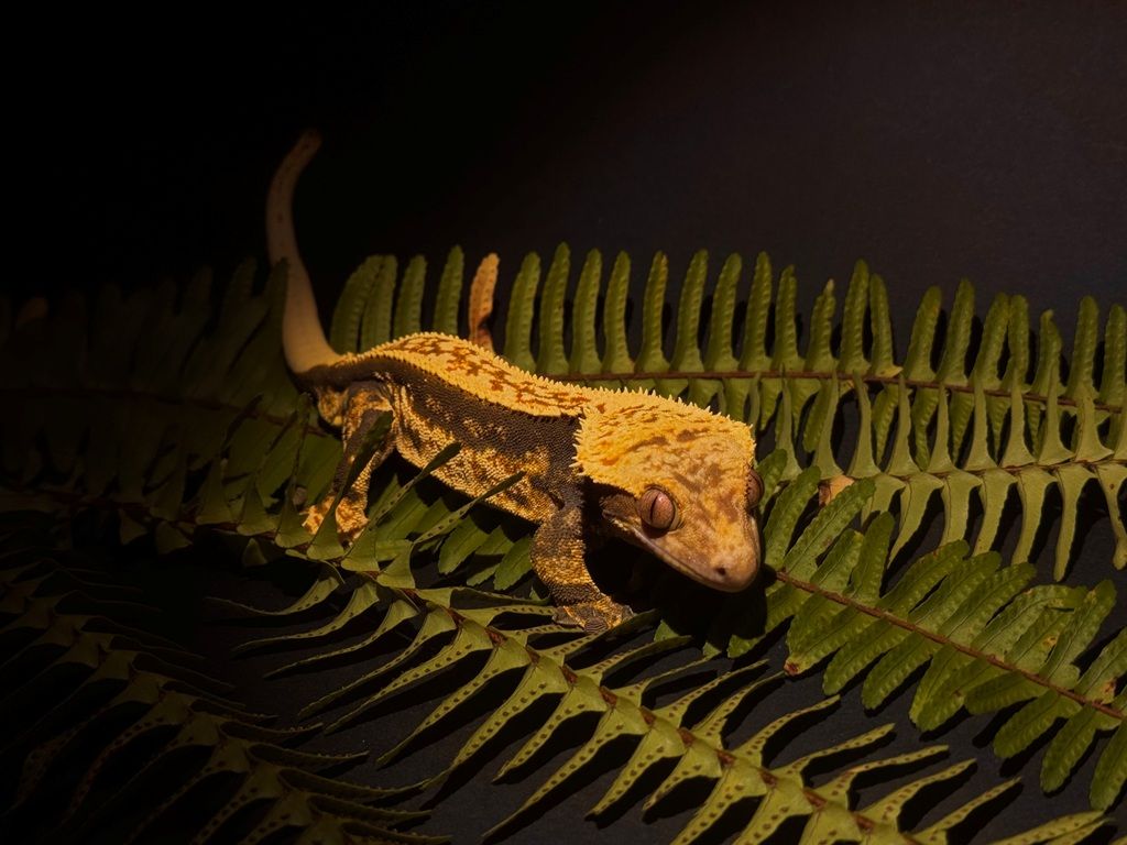 Crested gekon