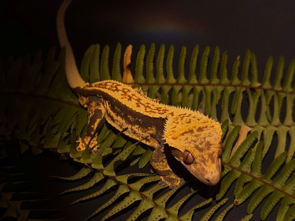 Crested gekon