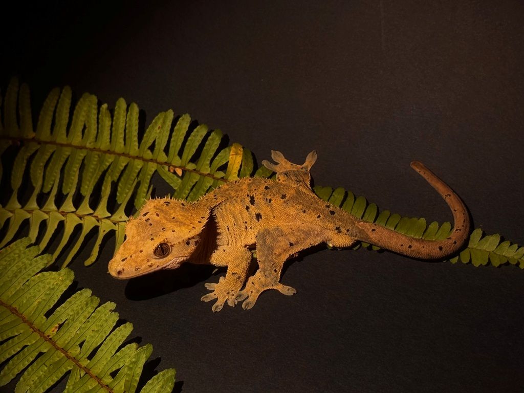 Crested gekon