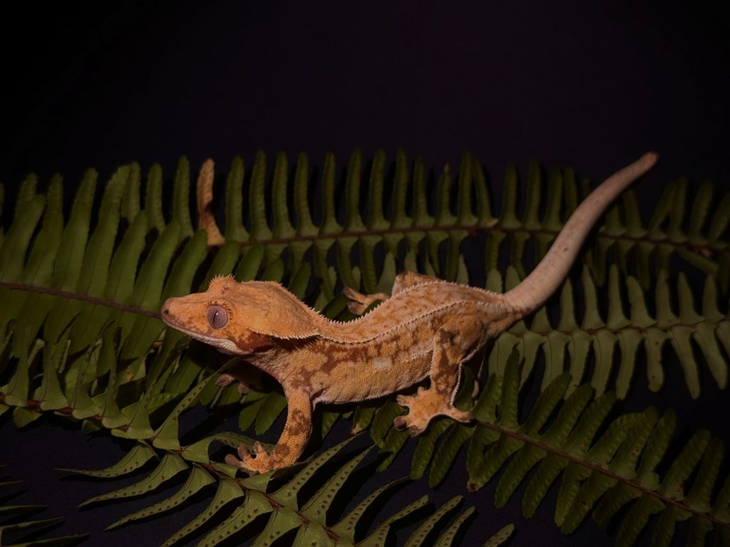 Crested gekon