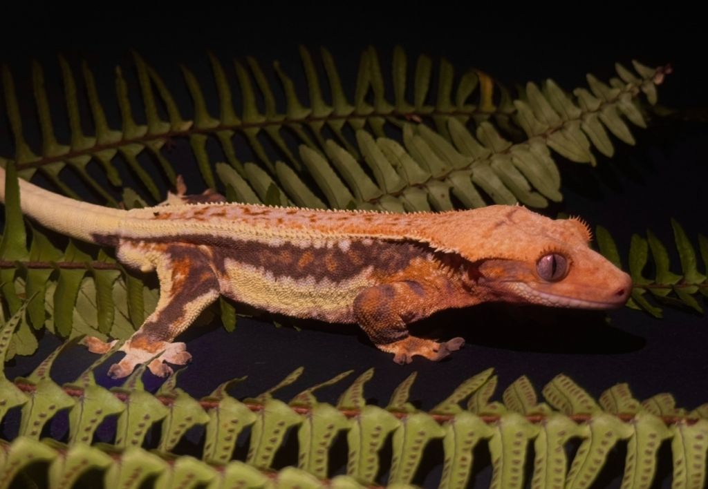 Crested gekon