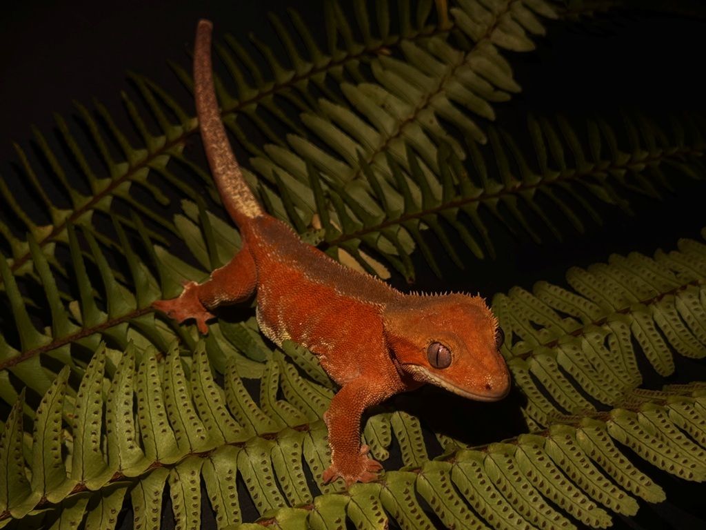 Crested gekon