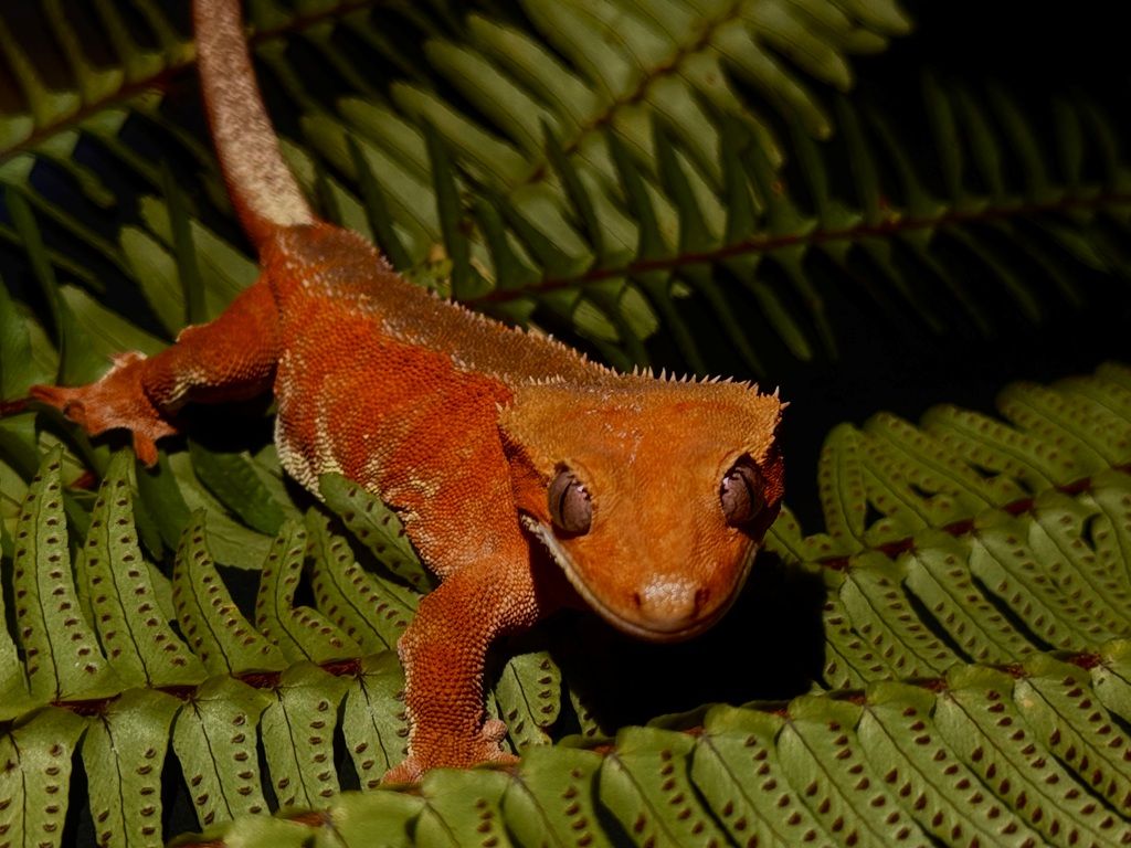 Crested gekon