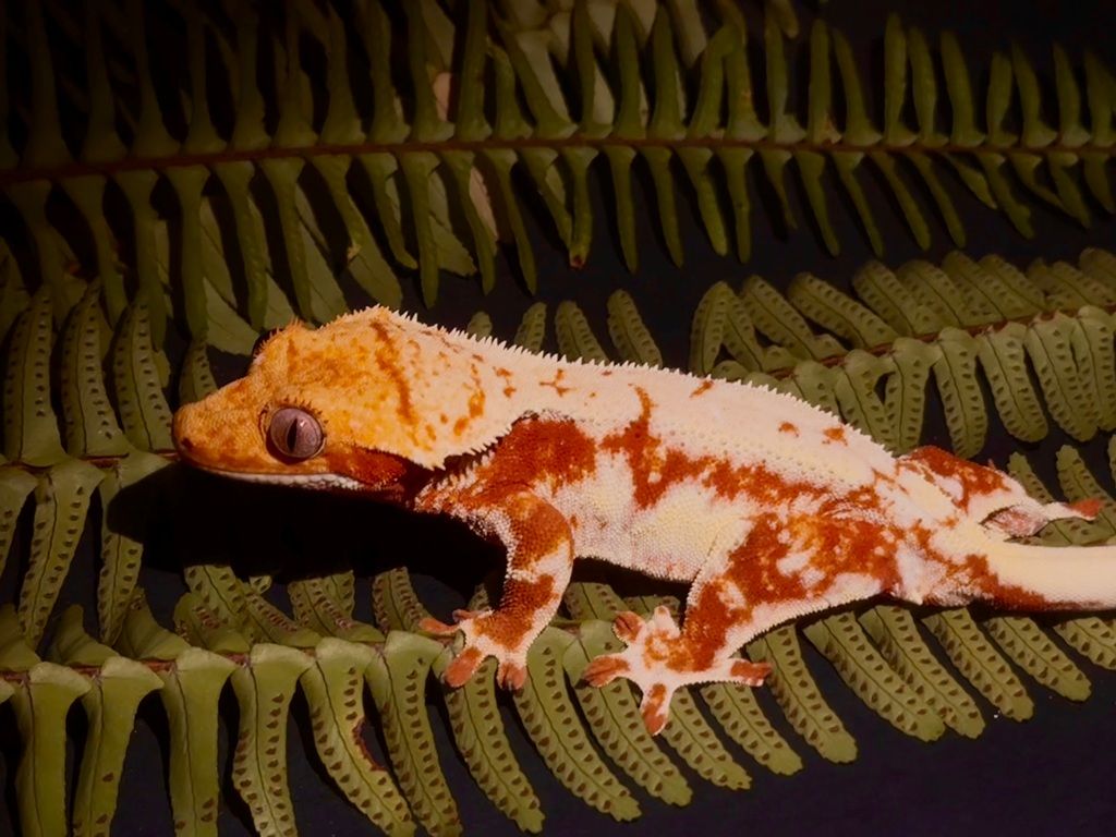 Crested gekon