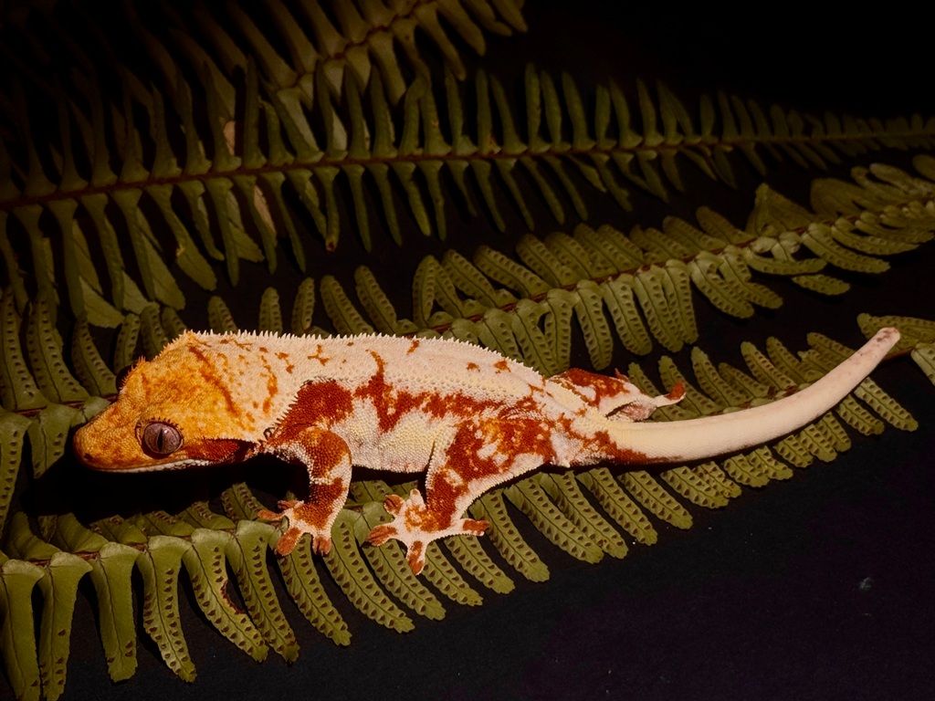 Crested gekon