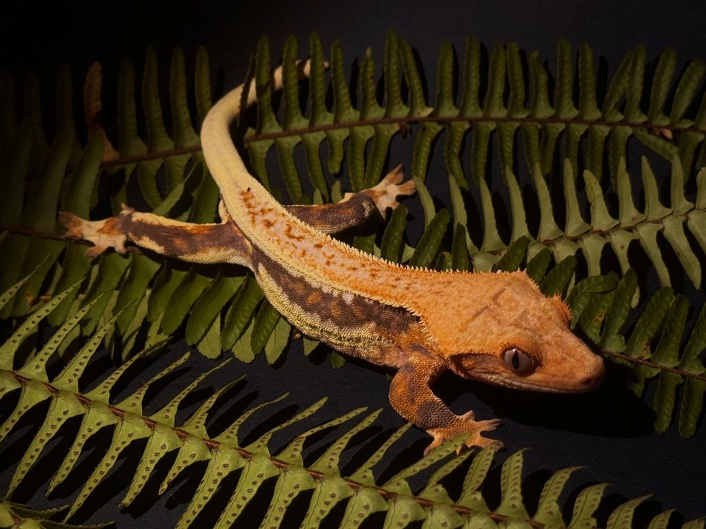 Crested gekon