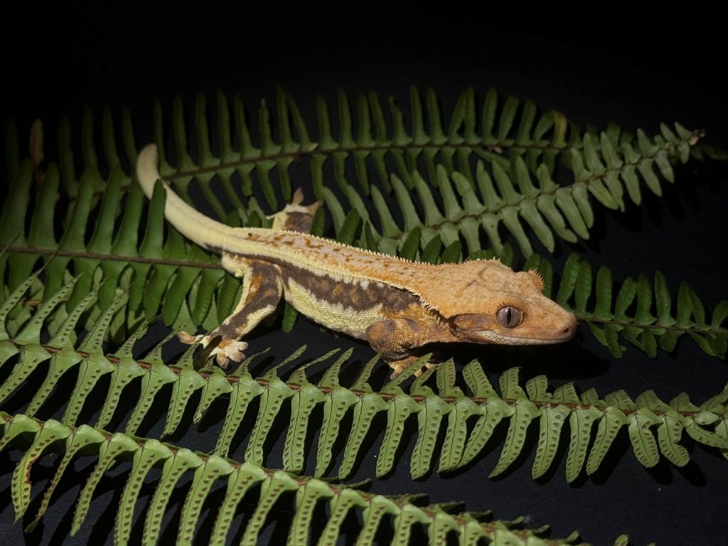 Crested gekon