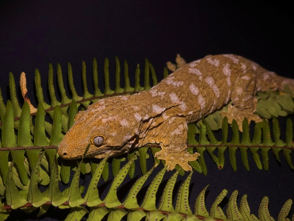 Leachianus gekon