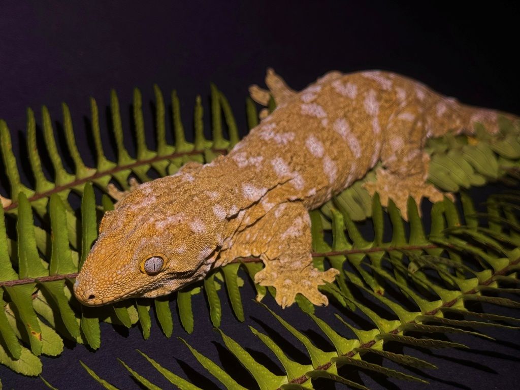 Leachianus gekon