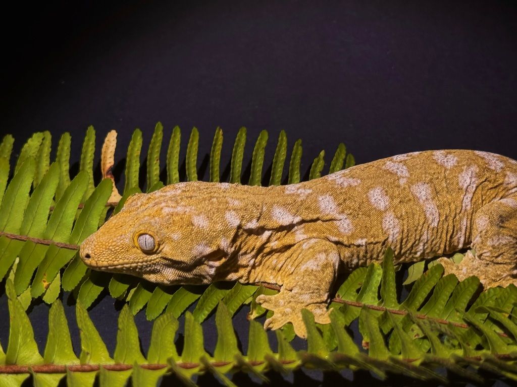 Leachianus gekon