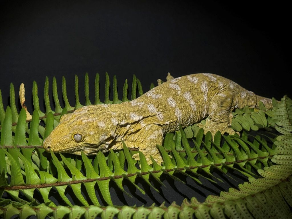 Leachianus gekon