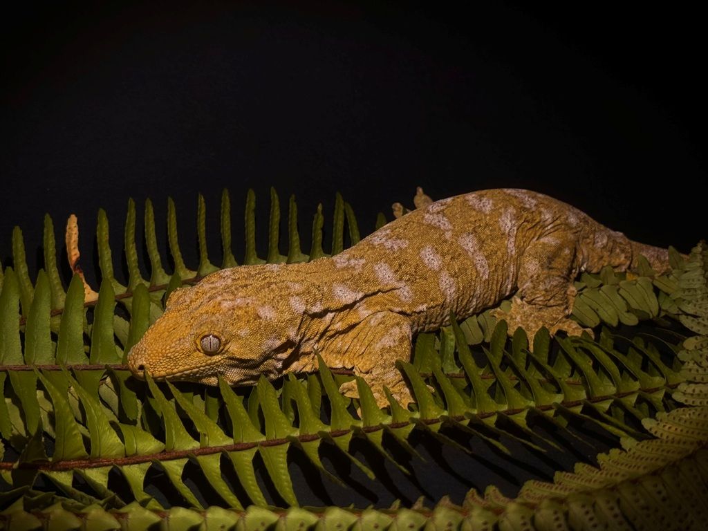 Leachianus gekon