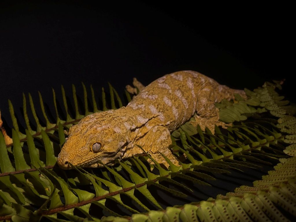 Leachianus gekon
