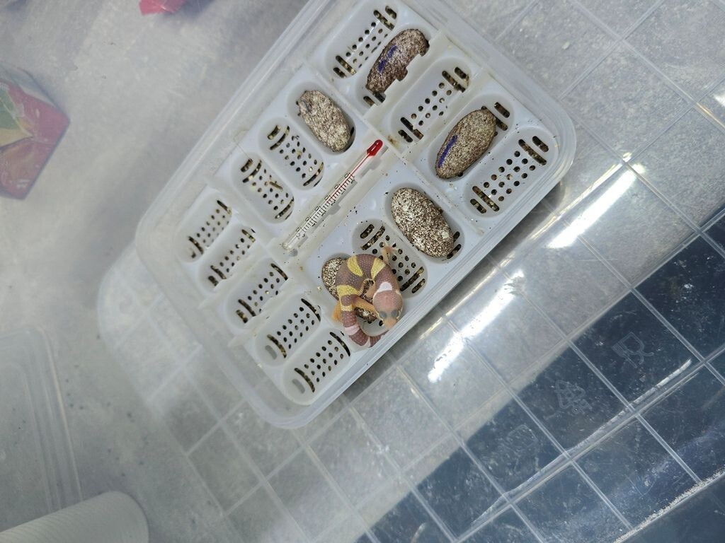 Leopard Gekon
