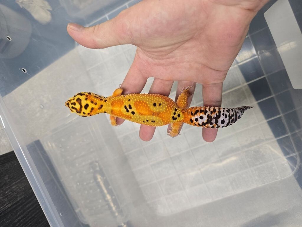 Leopard Gekon