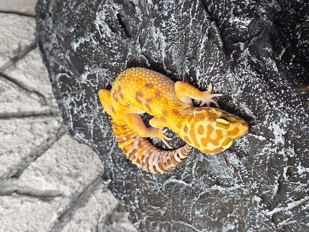 Leopard Gekon