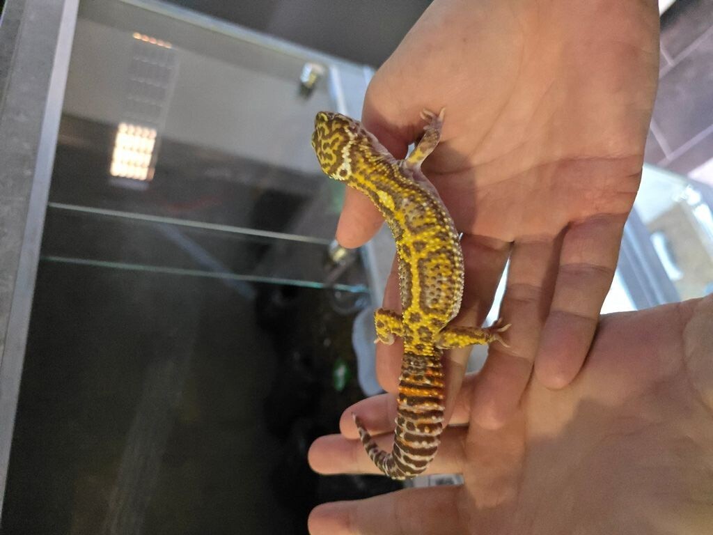 Leopard Gekon