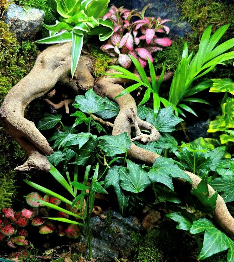 Bioaktivni terarijum