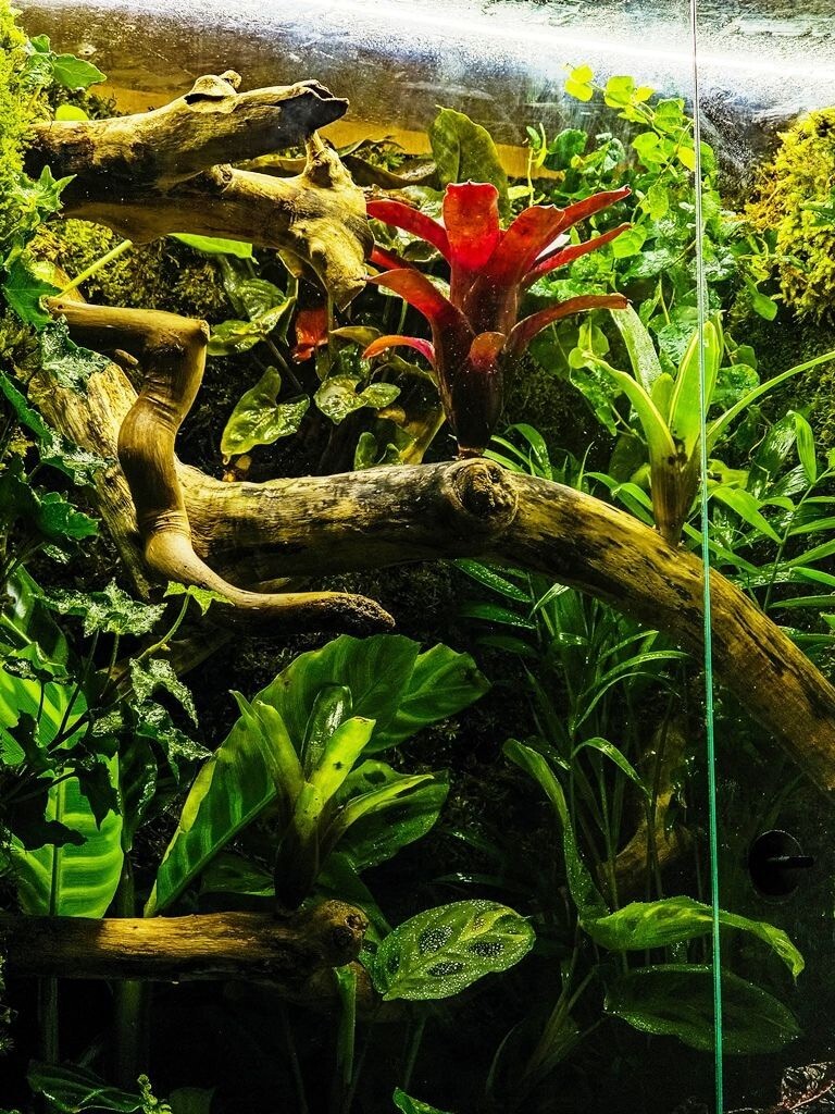 Bioaktivni terarijum