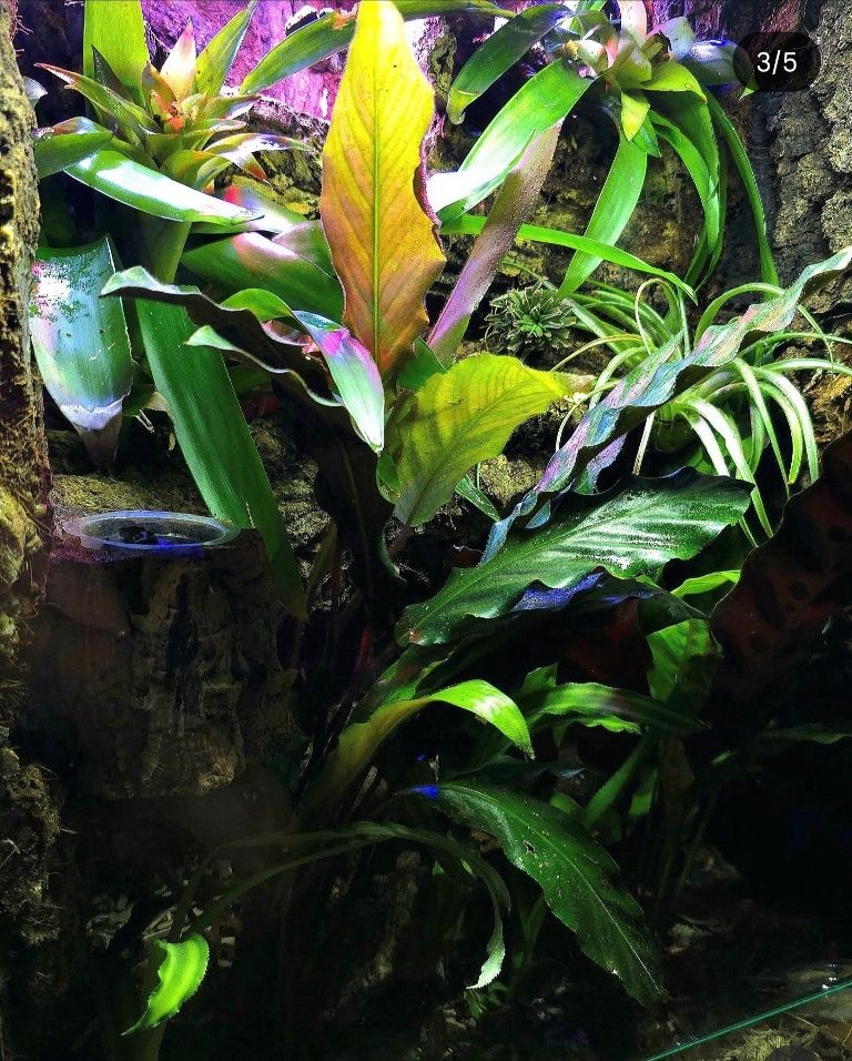 Bioaktivni terarijum